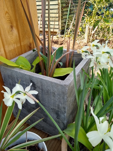 2020 new Gardeners’  thread