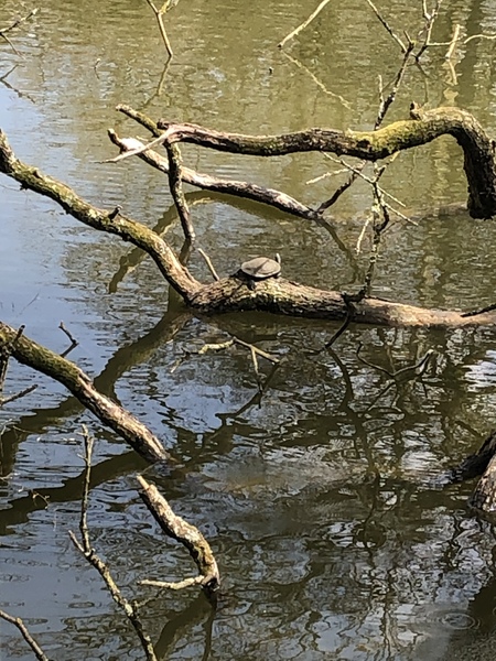 Flapping calmly through lockdown: Fledglings April 2020. Welcome to the Keep Calm Corner!