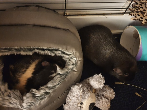 Guinea pig bath day!