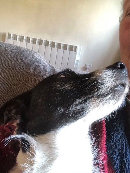 Tell me about your dog