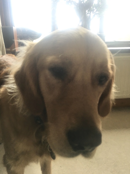 What's your dog called?