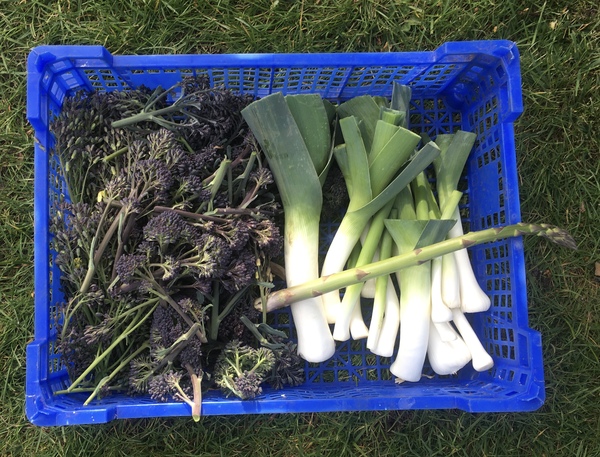 Allotment/Veg Patch Thread 15 - will winter ever end?