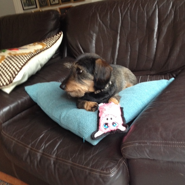Can you help me find this toy for DDog?