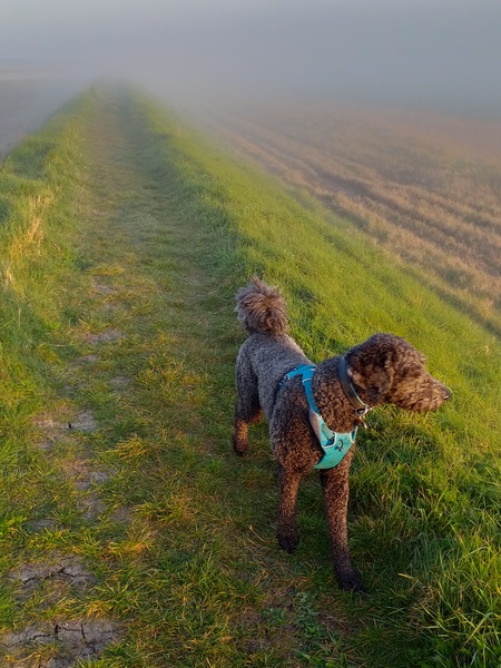 A thread for calm - peace, happy thoughts, support.