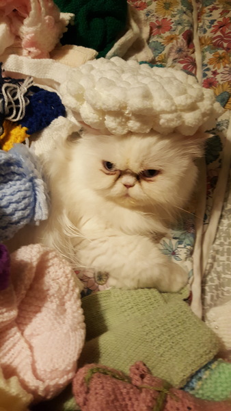 To ask if anyone else has a pet that's helped them with their MH struggles?