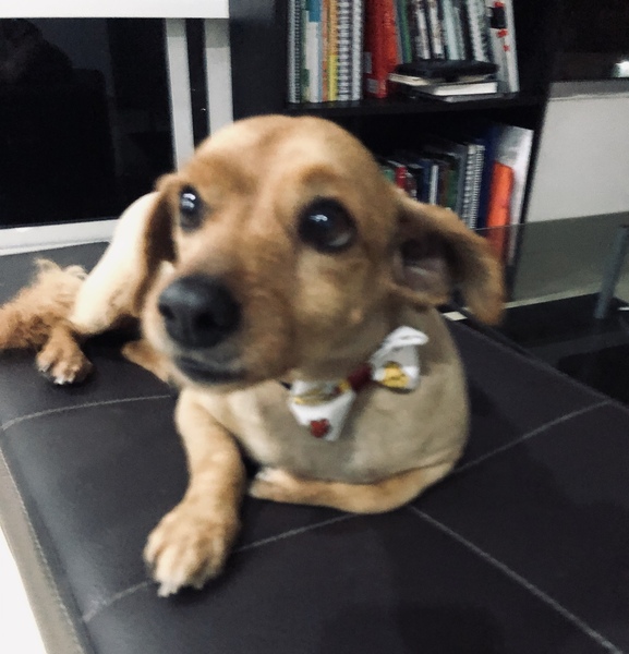 Importing rescue dogs