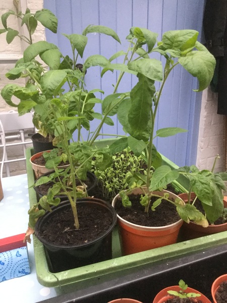 2020 new Gardeners’  thread