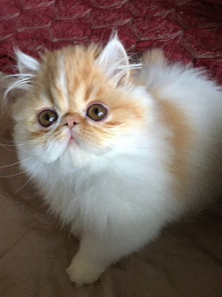 4 Month old Persian Kitten won't stop meowing (mainly food related)