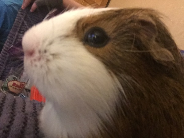 Guinea pig bath day!