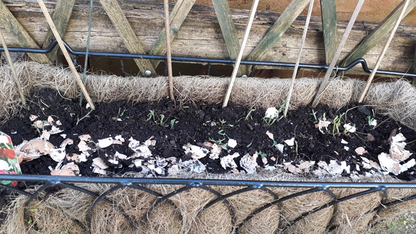 Whats eating  my sweet peas?