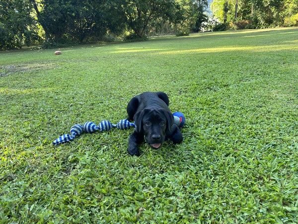 Puppy Survival 2020 - let's talk about something other than Covid-19
