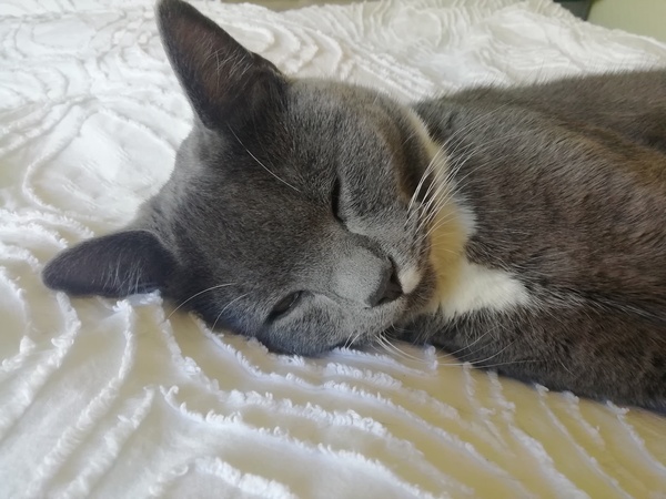 Since you've had cats/a cat , what have they wrecked?