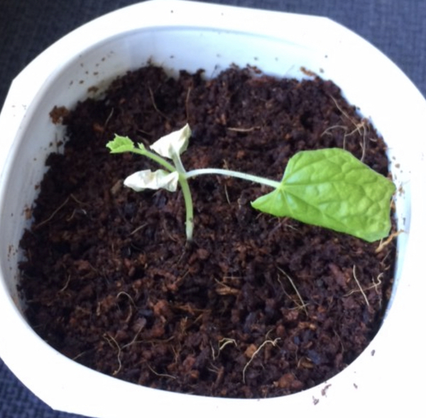 Sad looking cucumber plants