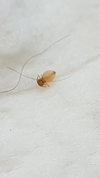 Help! I think my puppy has lice!