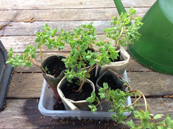 Euphorbia?