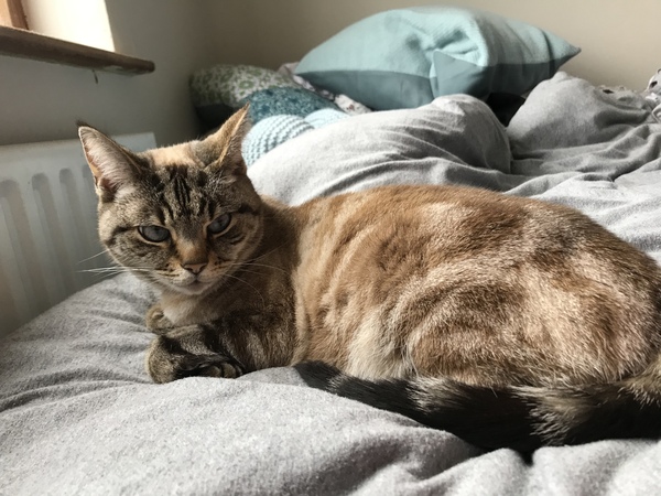 Thank goodness  for my cat