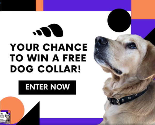 E: 30/04 - Win a vegan dog collar by showing a pic of your pooch! x5