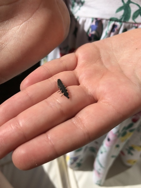 Can anyone help me identify this insect for inquisitive DD?