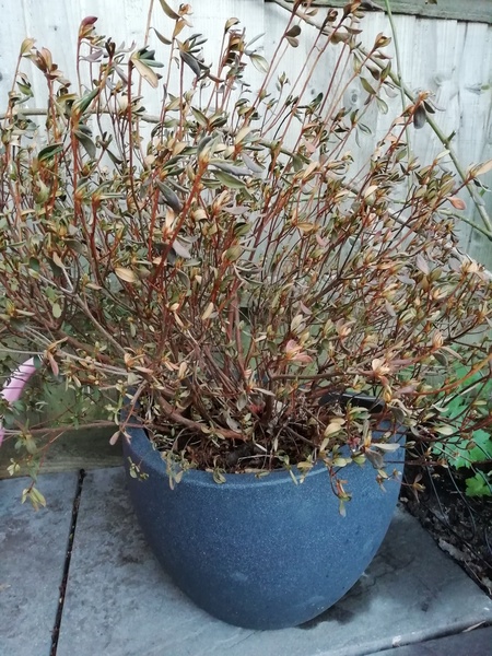 What's wrong with my azalea?