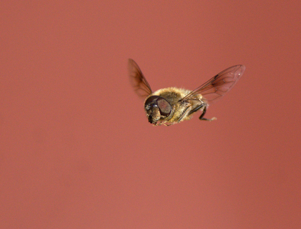 Why had there been a bee/fly hovering over my garden all day?