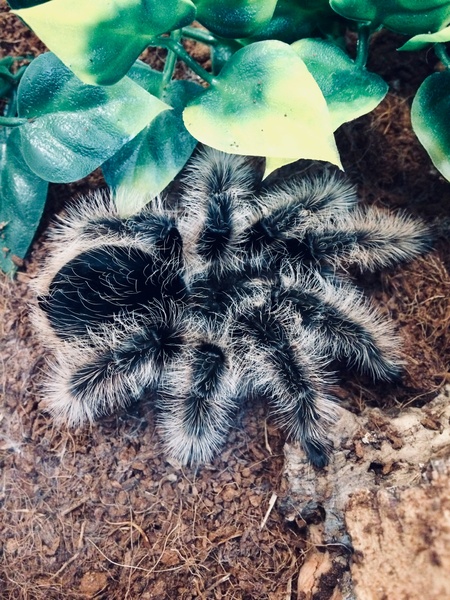 Can anyone identify this spider (widow?) Warning! Photo of spider