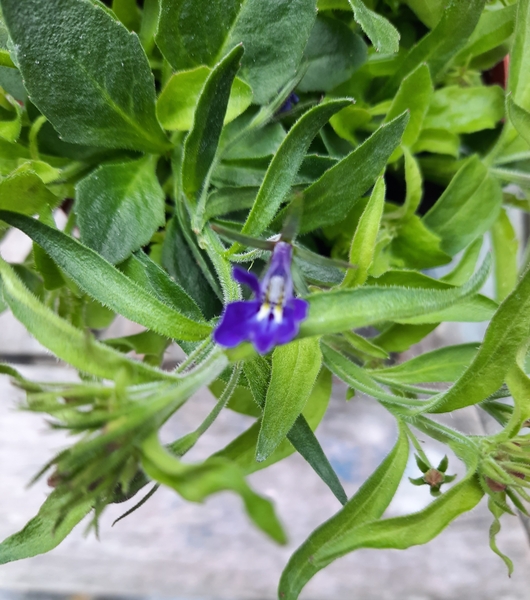 What are these plants?!