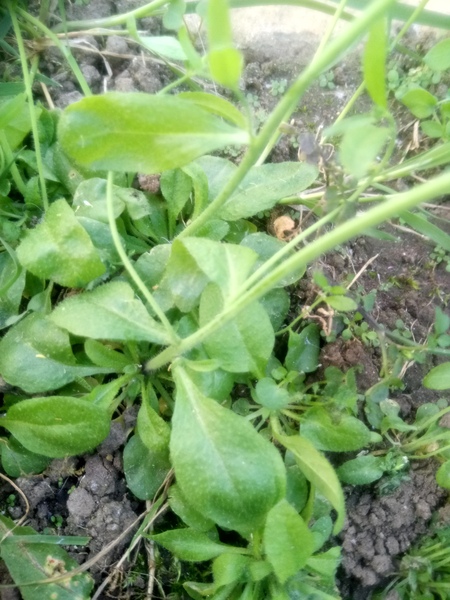 Plant ID please tiny white flowers 4 petals, not shepherd's purse