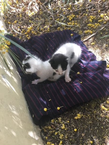 HELP- Just found some kittens!