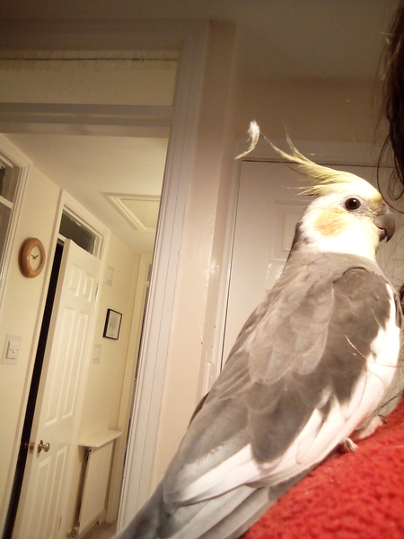 Cute pet and wildlife thread