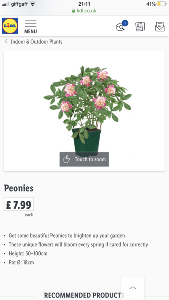 How do your Peonie plants look right now?