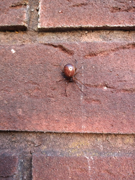 Can anyone identify this spider (widow?) Warning! Photo of spider