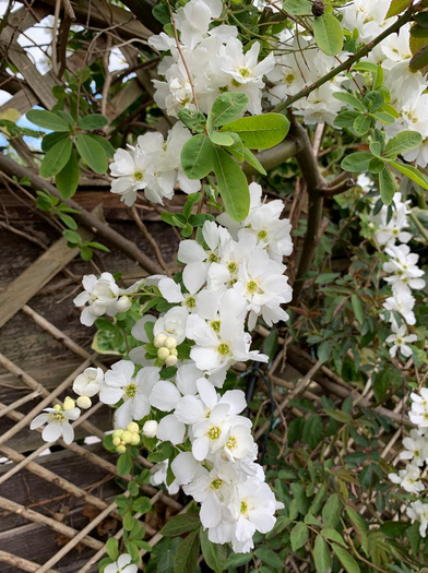 Can anyone identify this please?