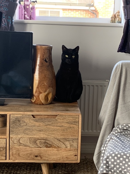 Working from home cats