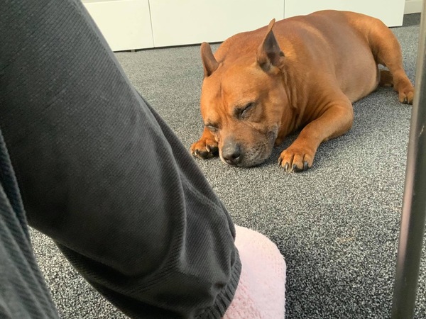 I need some help please. Very overweight foster dog