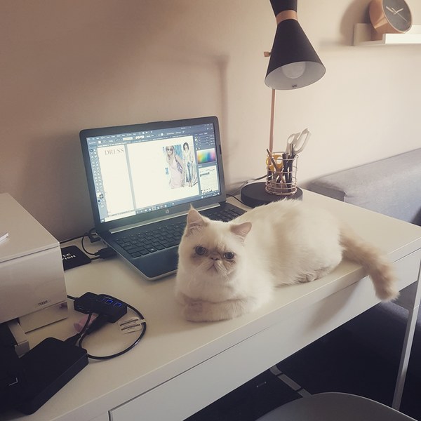 Exotic Shorthair question