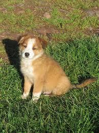 What breed would you say my puppy is?