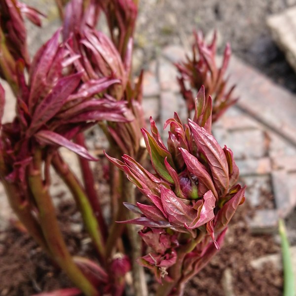 How do your Peonie plants look right now?