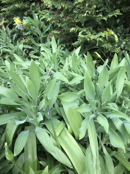 Plant ID please