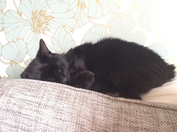 I have the most useless cat in the world.