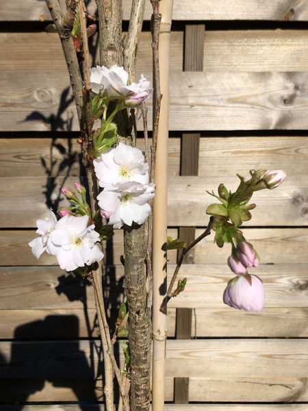 gardening