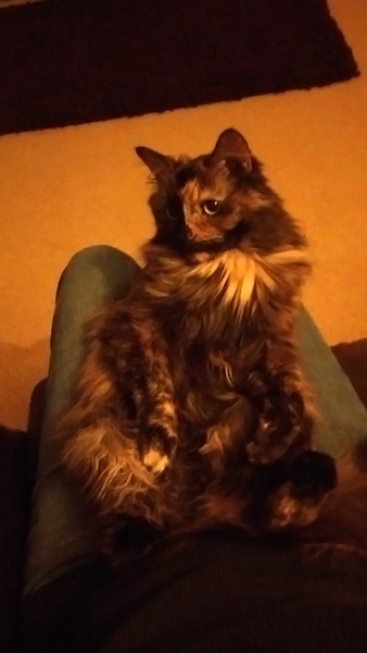 Thank goodness  for my cat