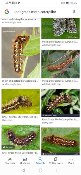 What is this caterpillar?