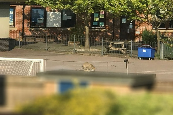 Big cat sightings - Do you believe in them or have you seen any?