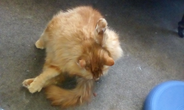Paws, Ollie, Captain V and all the rest