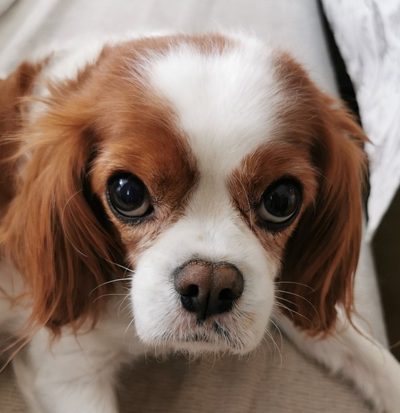 Considering a Sprocker Spaniel for our first dog.