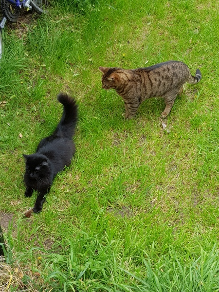 Thug Cat part 2. What, has this thing appeared again tonight?