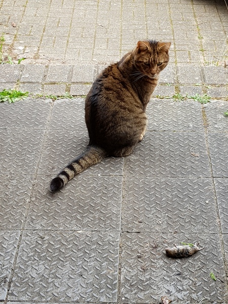 Thug Cat part 2. What, has this thing appeared again tonight?