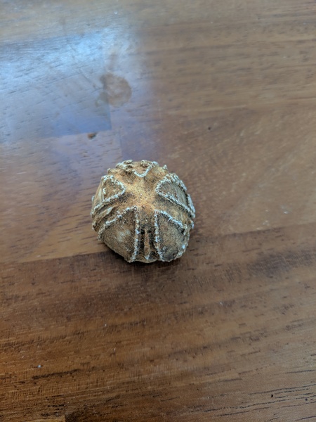 What is this object I found at our allotment?