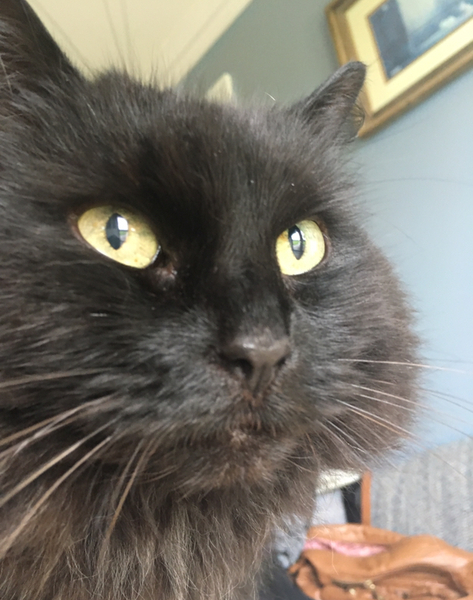 Thank goodness  for my cat