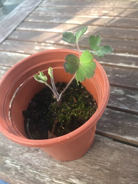 Anyone know what this little plant is?